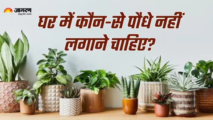Plant Vastu Tips in hindi (Picture Credit: Freepik)