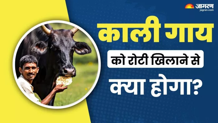 Feeding Black Cow Daily: गाय में 33 कोटि देवी-देवताओं का माना गया है वास।