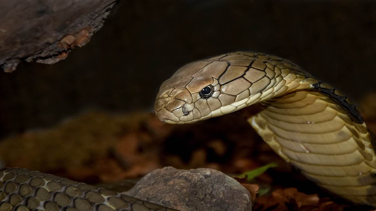 https://www.jagranimages.com/images/newimg/11062025/11_06_2025-snake-5416738_1920_23961318.jpg