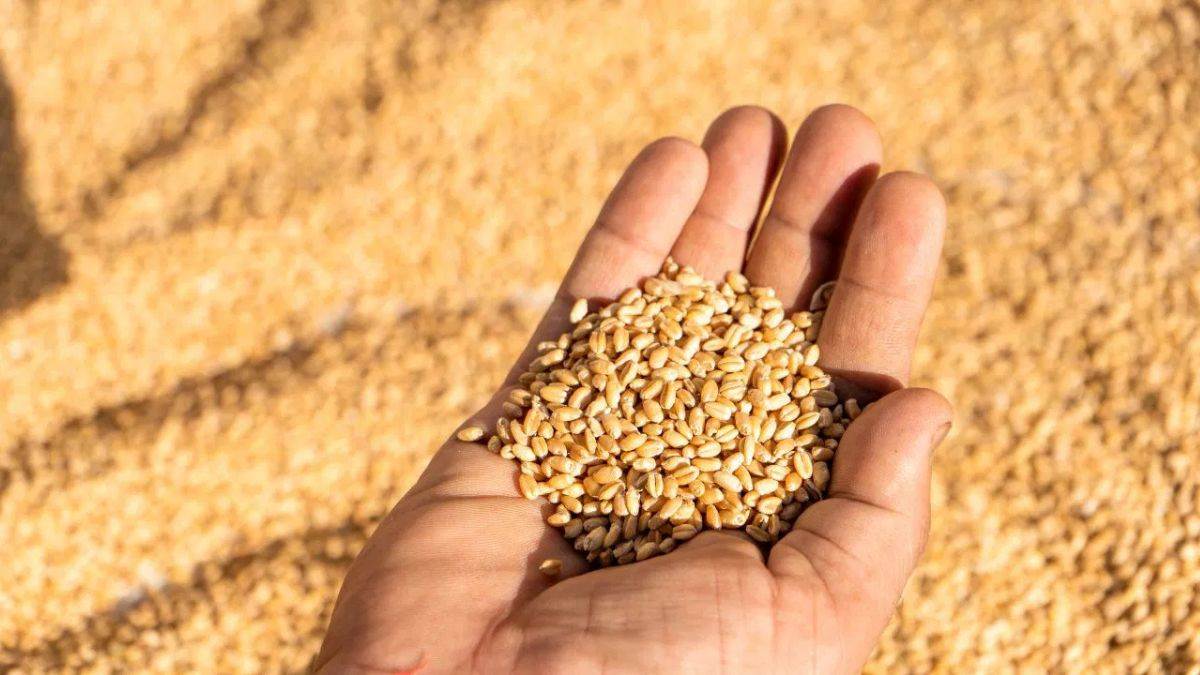 https://www.jagranimages.com/images/newimg/11062025/11_06_2025-wheat_23961382.jpg