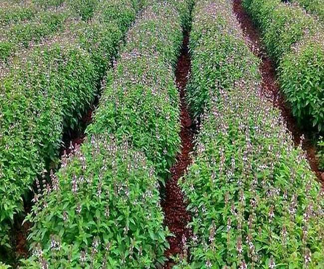 35 साल का युवा किसान बना उदाहरण, लीज की जमीन पर लहलहा रही उम्मीदों की फसल