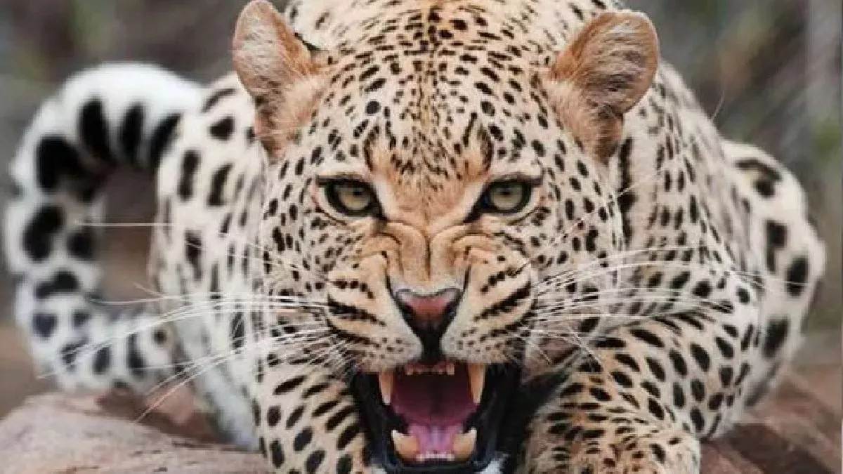 https://www.jagranimages.com/images/newimg/11072022/11_07_2022-leopard_in_amroha_22880972.jpg