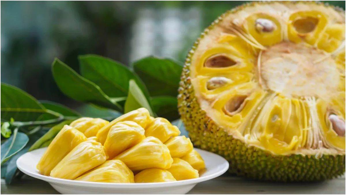 jackfruit seeds benefits amazing kathal ke beej khane ke fayde
