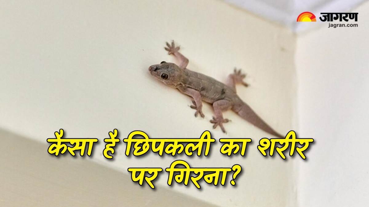 https://www.jagranimages.com/images/newimg/11072024/11_07_2024-chipkali_ka_girna_23756580.jpg