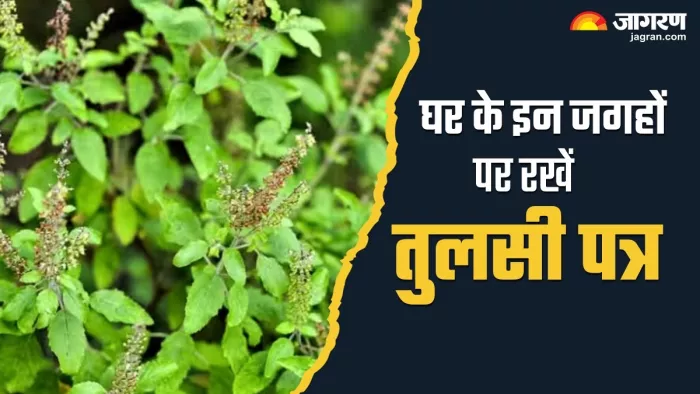 Devshayani Ekadashi 2024: मां लक्ष्मी का स्वरूप हैं देवी तुलसी -