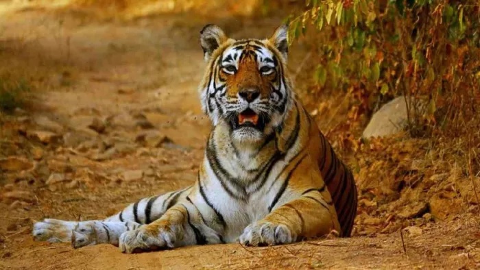 Himachal Tourism: श्री रेणुकाजी चिड़ियाघर जल्द दहाड़ेंगे बाघ