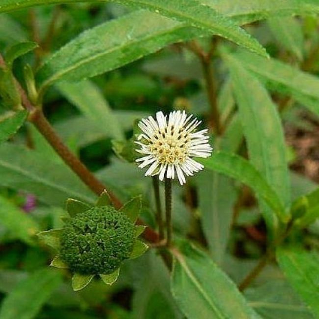 herbs for hair growth