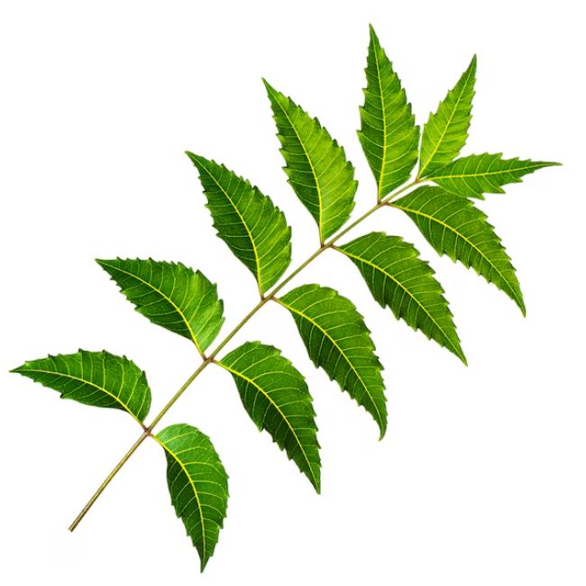 herbs for hair growth