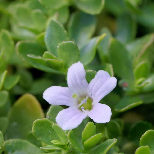 herbs for hair growth