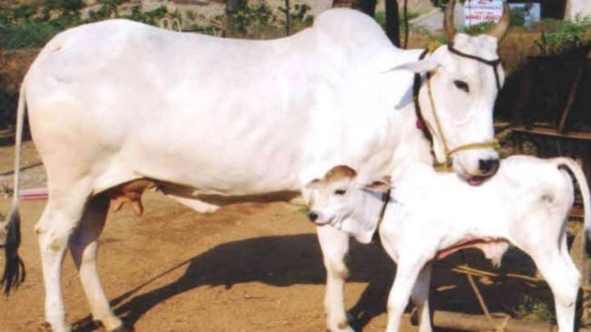 ambedkar nagar rabies kills cow and calf 16 exposed