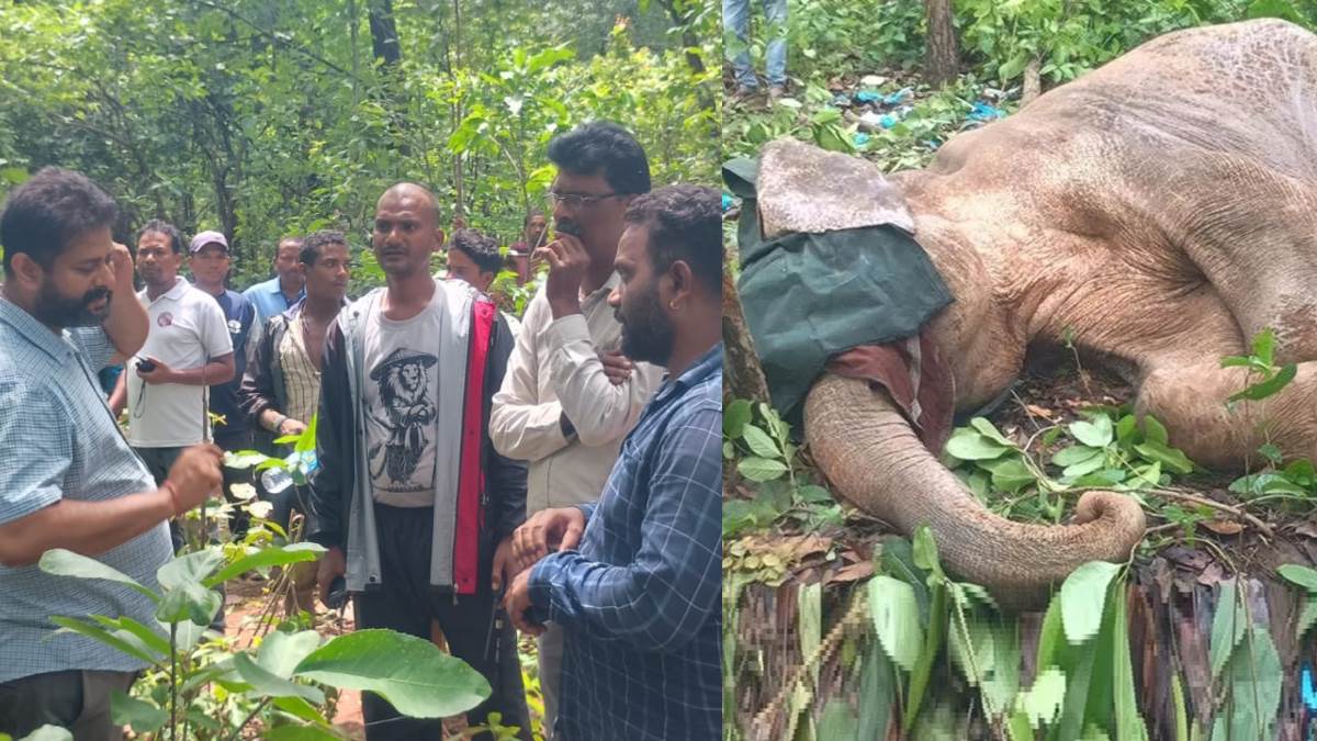 elephant deaths in kolhan raise concerns over wildlife safety