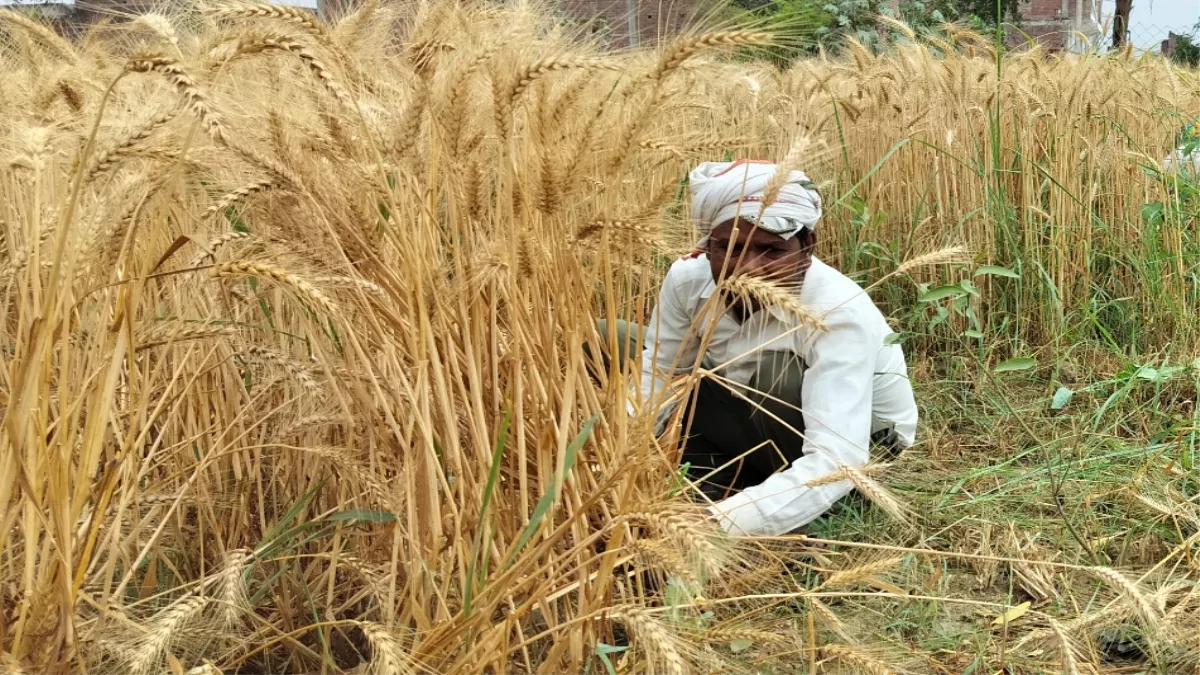 UP News: 38 गांवों के 457 किसानों के बैंक खाते में जल्द भेजे जाएंगे 15.36 करोड़ रुपये