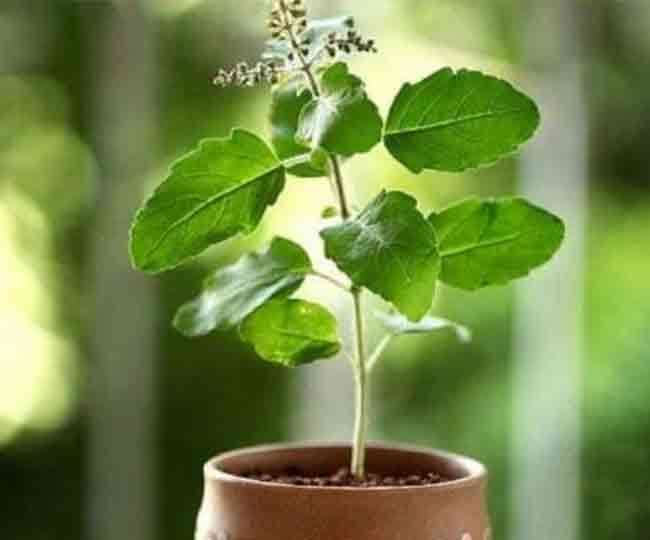 Benefits of Tulsi: ये तुलसी है, बड़े काम की चीज