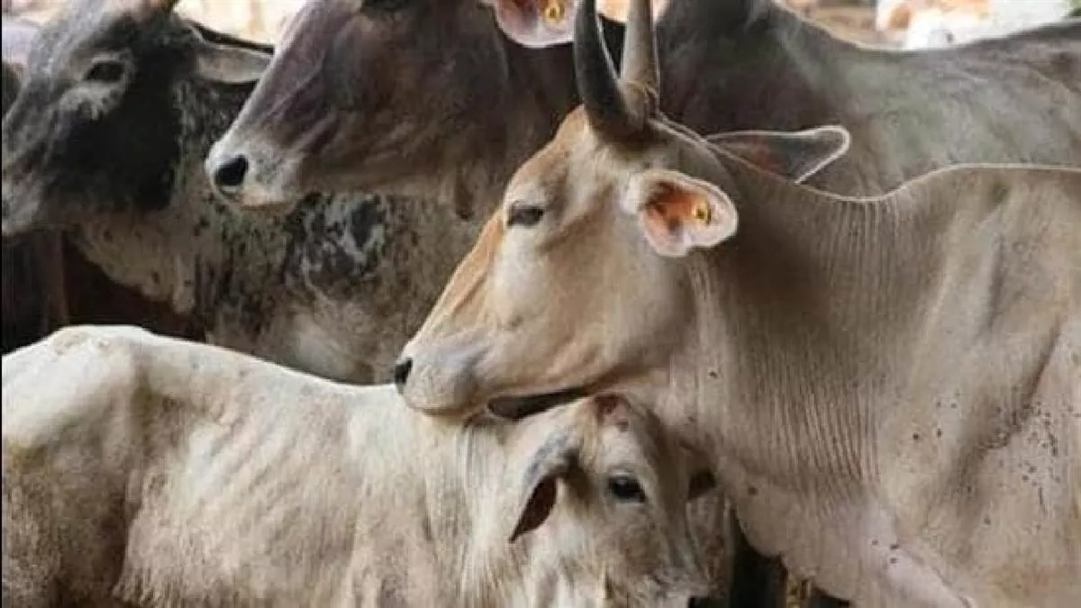 Gujarat: मृत गाय को रंग कर मुआवजा लेने की कोशिश, ऐसे खुला राज
