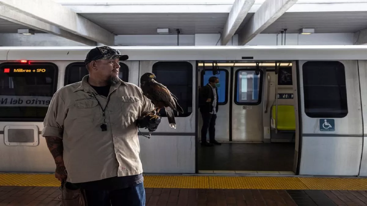 San Francisco: सैन फ्रांसिस्को मेट्रो स्टेशन ने कबूतरों के अतंक से बचने के लिए बाज को काम पर लगाया