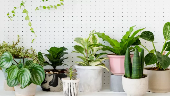 Vastu Tips: ग्रह दोष से मुक्ति पाने के लिए घर में लगाएं ये 4 पौधे, होगी अपार धन संपदा की प्राप्ति