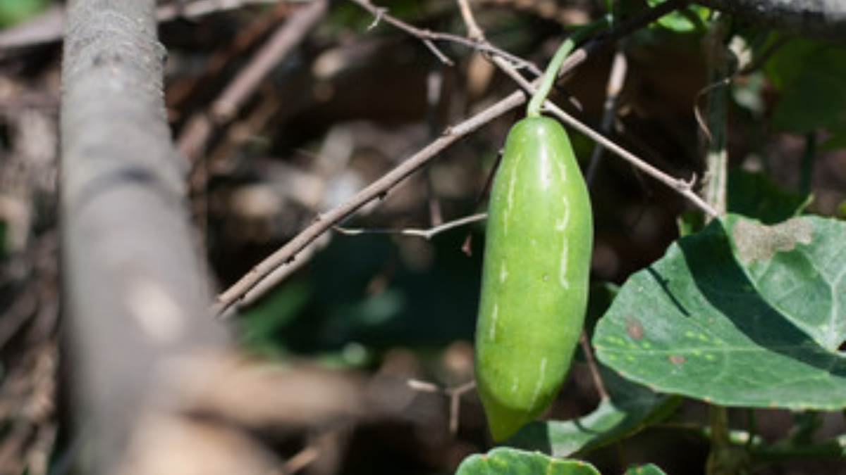 5 amazing benefits of kundru