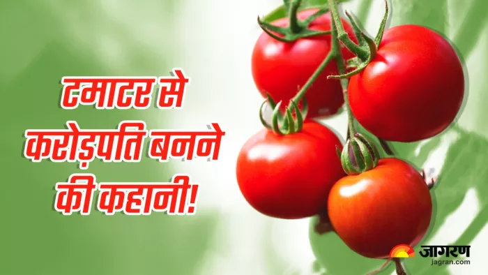 किसानों की टमाटर से करोड़पति बनने की कहानी! (फोटो, जागरण)