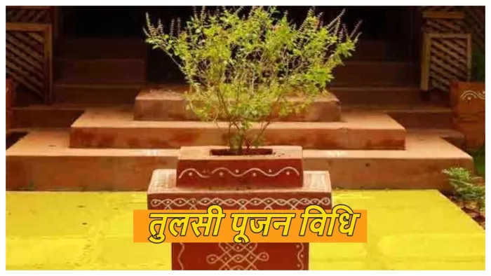 Tulsi Pujan vidhi and rules जानिए तुलसी पूजा विधि।