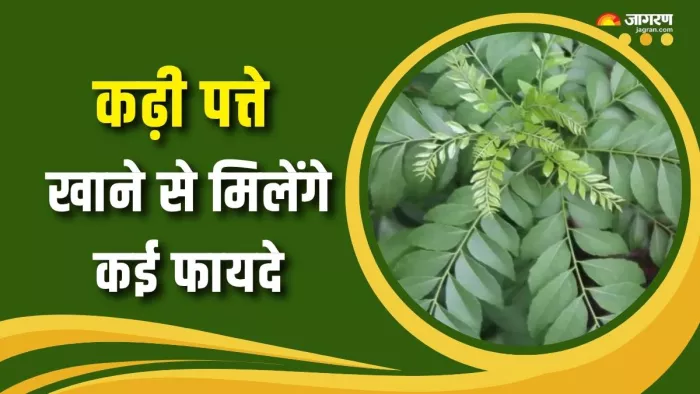 कढ़ी पत्ते खाने के क्या फायदे हैं? (Picture Courtesy: Freepik)