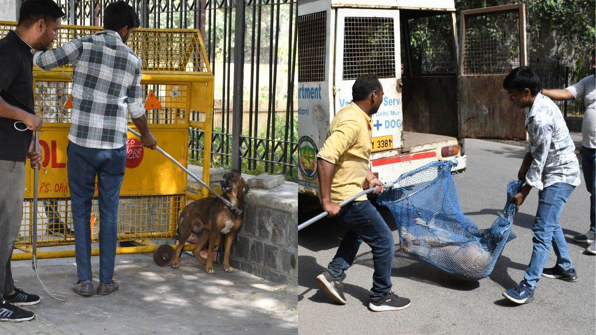ncr dog catching in delhi mcd to build shelters after supreme court order