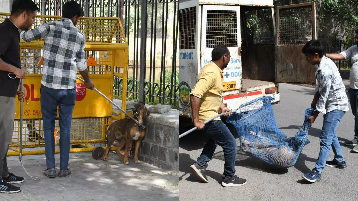 दिल्ली में हर जोन से 1,000 आवारा कुत्ते पकड़ने का लक्ष्य मिला, MCD ने शुरू की शेल्टर होम बनाने की तैयारी
