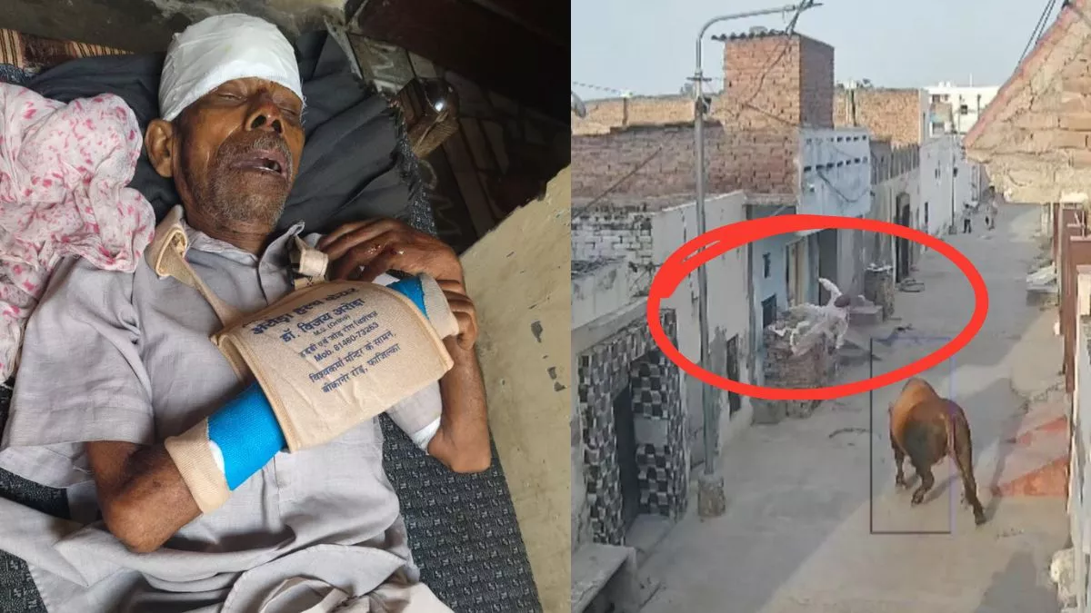 Video: फाजिल्का में आवारा सांड ने बुजुर्ग को हवा में 12 फीट तक उछाला, सिर पर लगे कई टांके; हाथ-पैर में फ्रैक्चर