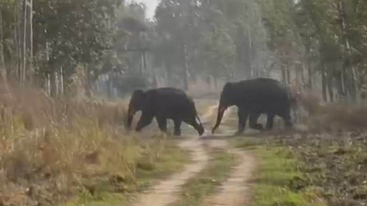 https://www.jagranimages.com/images/newimg/11082025/11_08_2025-hathi_nepal_24009839.jpg