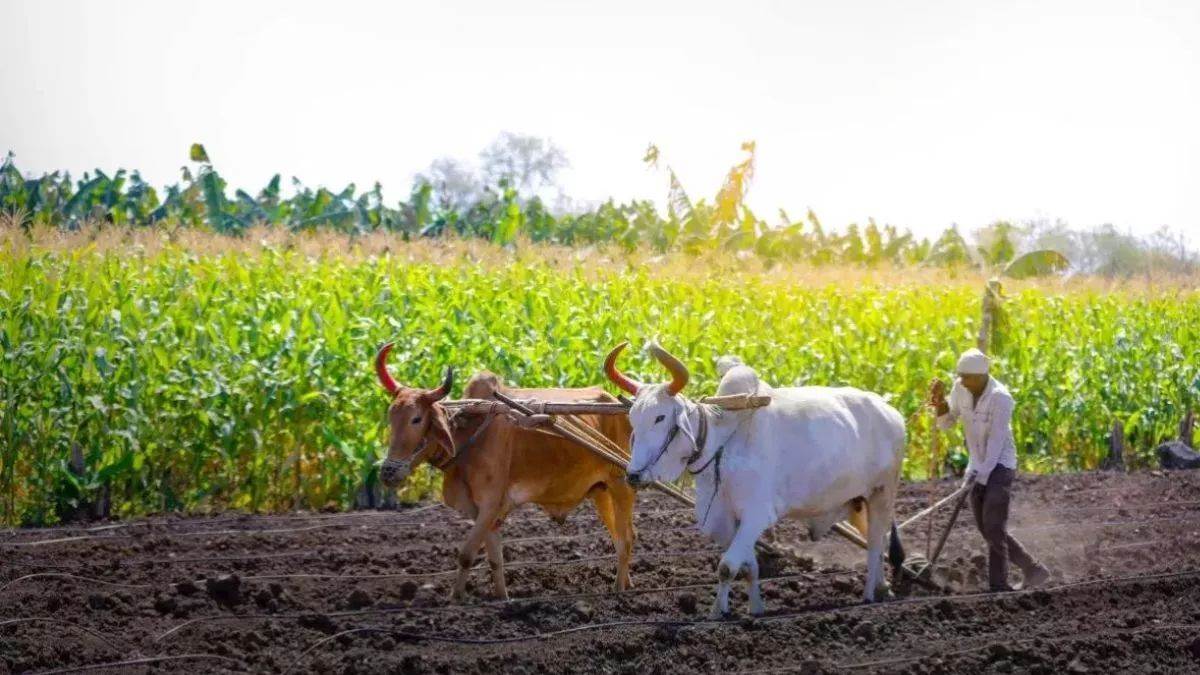 https://www.jagranimages.com/images/newimg/11082025/11_08_2025-kisan_generic_image_24009758.jpg