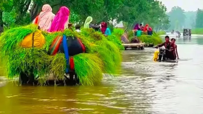 खादर में जलभराव होने से पशुओं के चारे का संकट खड़ा हो गया है। जागरण