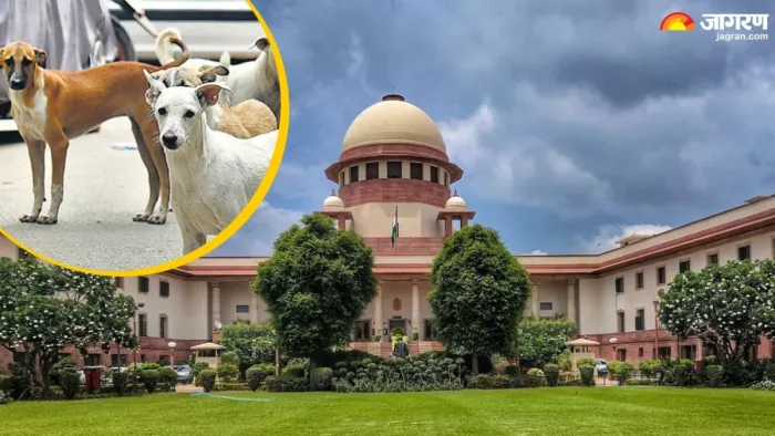 दिल्ली में लावारिस कुत्तों पर सुप्रीम कोर्ट सख्त। (फोटो- जागरण ग्राफिक्स)