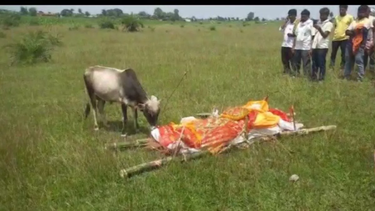 Nice love! Here in Jharkhand, the calf of the cow cried on the death of the owner, attended the funeral, people cried
