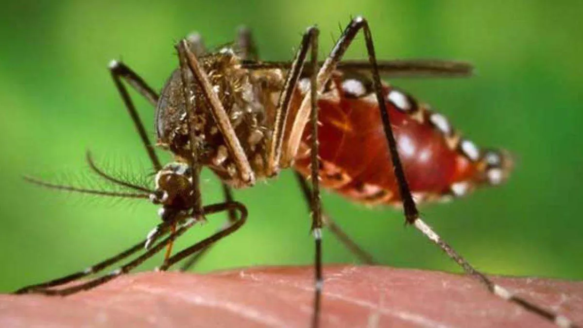 उत्‍तराखंड में दस और व्यक्तियों में Dengue की पुष्टि, अब तक 300 के पार पहुंच चुका है मरीजों का आंकड़ा