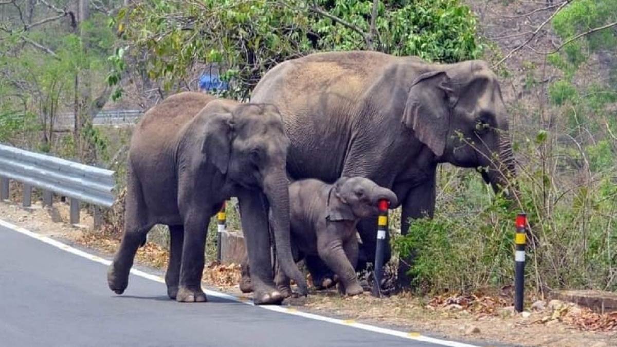 https://www.jagranimages.com/images/newimg/11092022/11_09_2022-elephants_in_tarai_forest_23060377.jpg