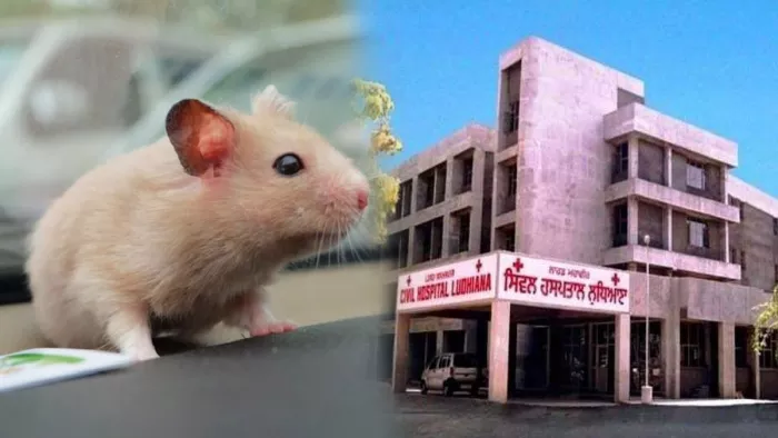 Punjab News: जान पर आफत बना जच्चा-बच्चा बार्ड, एक महीने में दूसरी बार गिरी छत