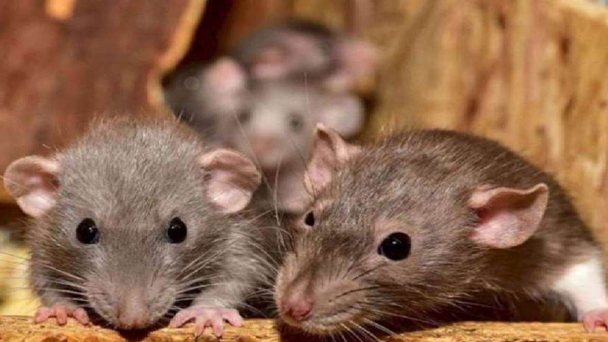 https://www.jagranimages.com/images/newimg/11092024/11_09_2024-file_photo_of_a_rat_23794983.jpg
