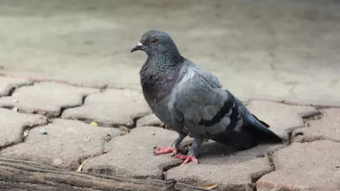 Pigeon Droppings: कबूतर की बीट पहुंचा सकती है सेहत को नुकसान (Picture Courtesy: Freepik)