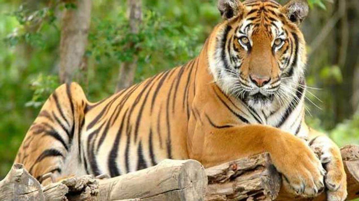 amangarh tiger reserve tiger came from forest leopard runaway
