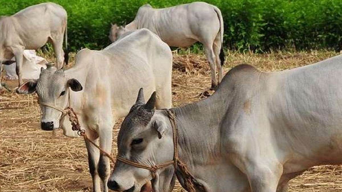 https://www.jagranimages.com/images/newimg/11092025/11_09_2025-cow_24043227.jpg