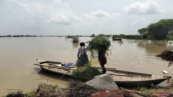 Prayagraj Flood News प्रयागराज में बाढ़ से तटीय इलाकों में भारी नुकसान हुआ है।