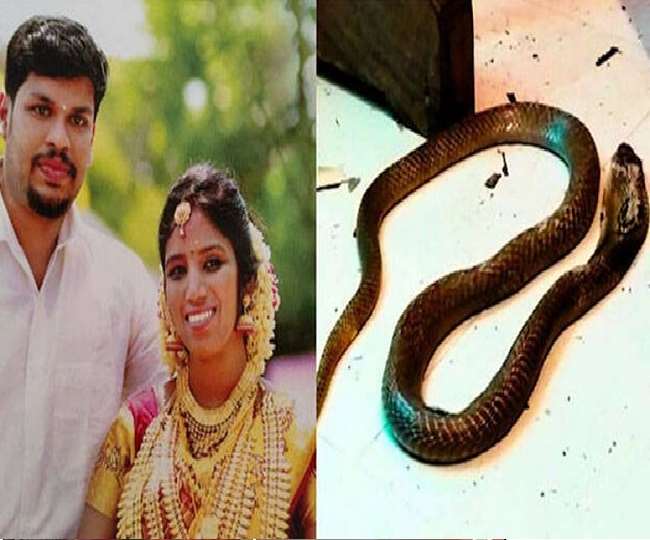कोबरा से डसवा कर की थी पत्नी की हत्या