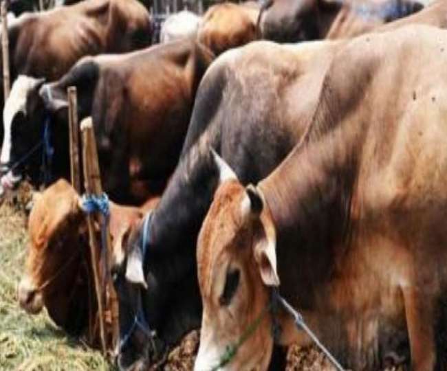 चारा संकट की वजह से पशुपालकों की बढ़ी़ परेशानी। प्रतीकात्मक तस्वीर