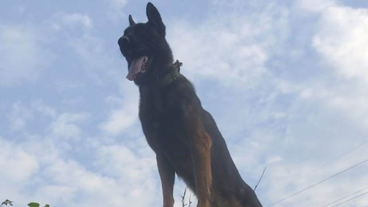 https://www.jagranimages.com/images/newimg/11102022/11_10_2022-anantnag_dog_zoom_23132238.jpg