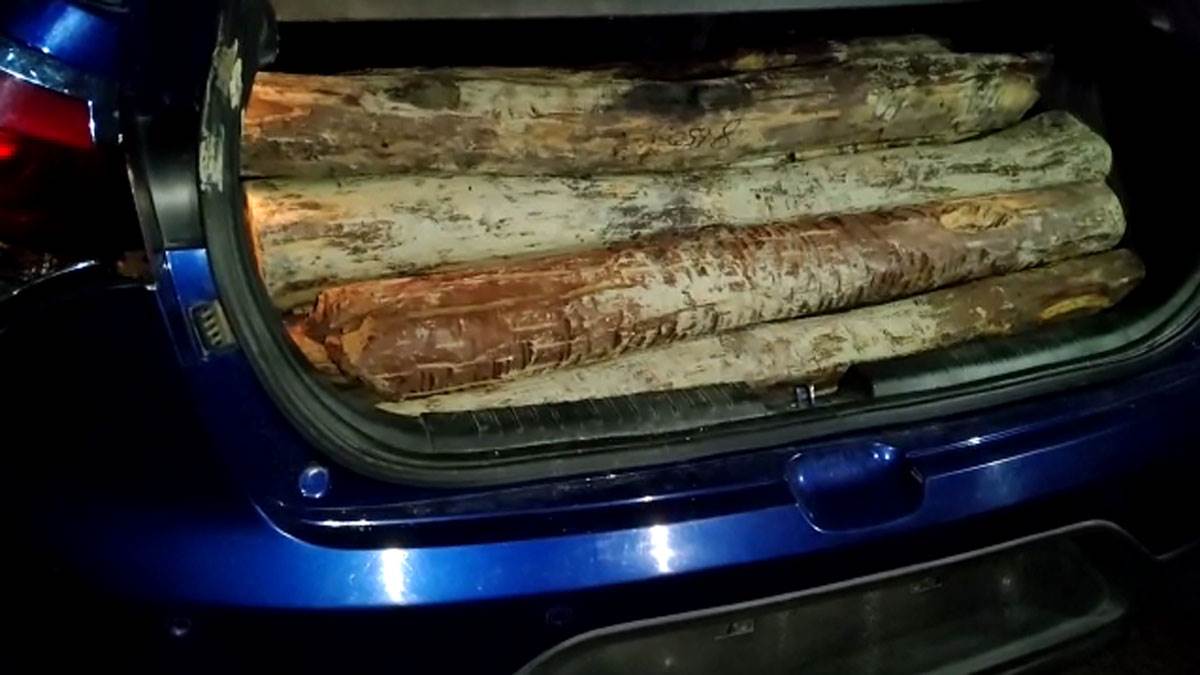 two smugglers arrested with 20 kg red sandalwood wood from dooars again