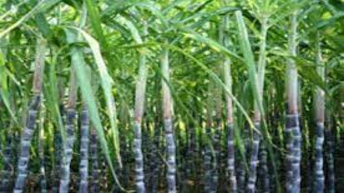 https://www.jagranimages.com/images/newimg/11102022/11_10_2022-sugarcane_23133348.jpg