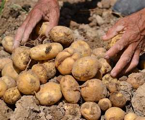 आलू के बेहतर उत्पादन के लिए उपयुक्त जलवायु का होना बेहद आवश्यक है।