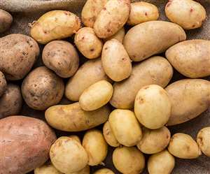 आलू की खेती के लिए मिट्टी की अम्लीय और क्षारीय क्षमता पीएच मान 4.8 से 5.4 होना चाहिए।