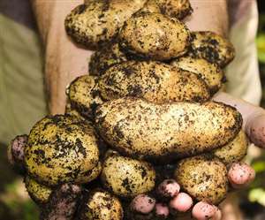 नीदरलैंड समेत दुनिया के कई देशों में प्रिसिजन फार्मिंग के जरिए आलू की सफल खेती की जा रही है।