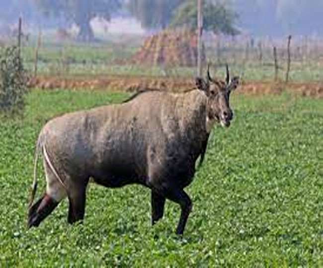 नारायणपुर पहुंची नील गायों की मौत का सिलसिला थम नहीं रहा। (प्रतीकात्मक तस्वीर)