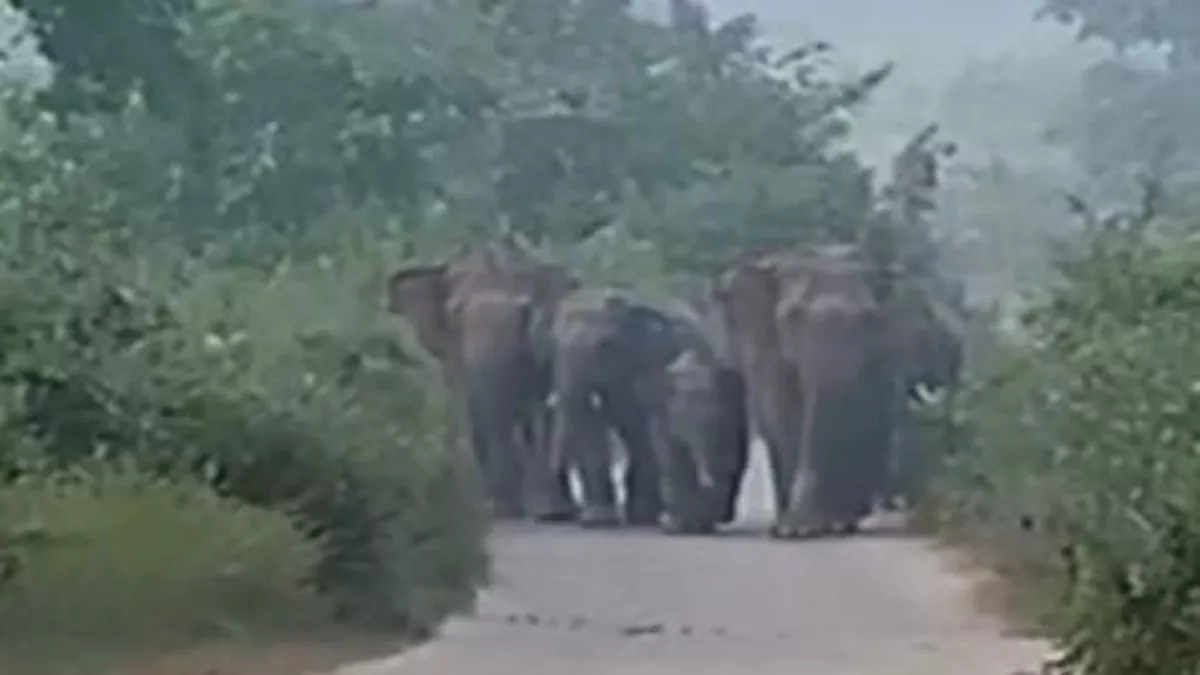bokaro news हाथी ने अधेड़ को सूंड से उठाकर पटका, गंभीर